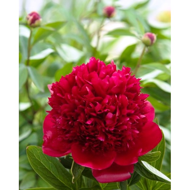 Bijūnas "RED CHARM" 5+, siunčiamas 10 mėn.