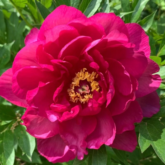 Bijūnas "CANDY APPLE" (ITOH)
