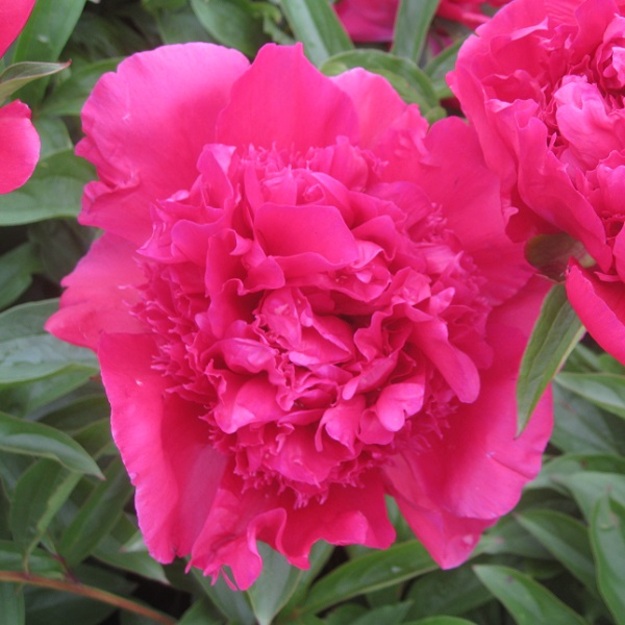 Bijūnas "ALBERT NIVA"