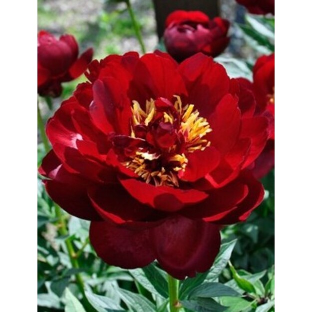 Bijūnas "BUCKEYE BELLE"