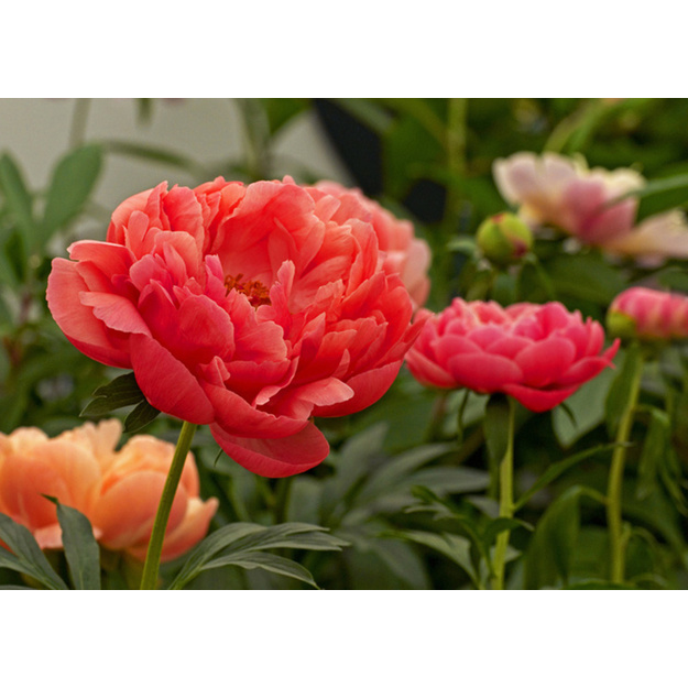 Bijūnas "CORAL CHARM"