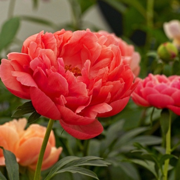 Bijūnas "CORAL CHARM"