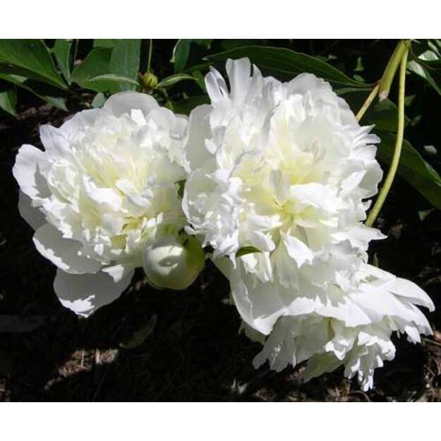 Bijūnas "DUCHESSE DE NEMOURS"