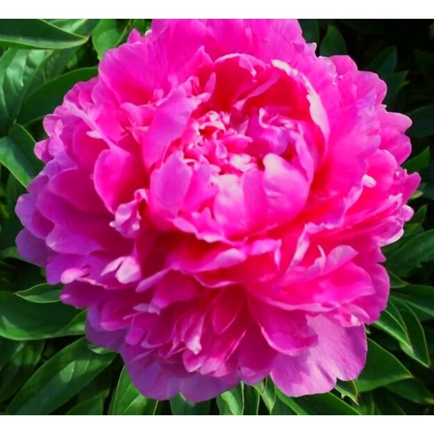 Bijūnas "GLORY HALLELUJAH"