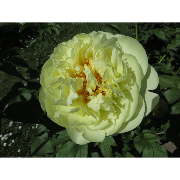 Bijūnas "LEMON CHIFFON"