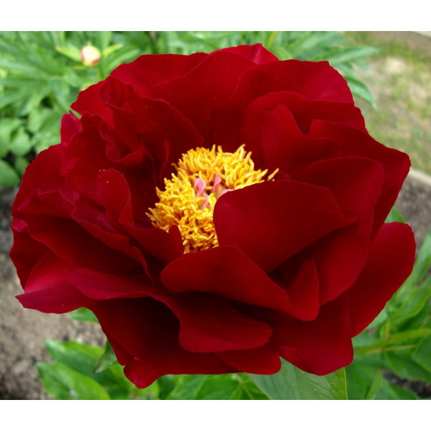 Bijūnas "MACKINAC GRAND"