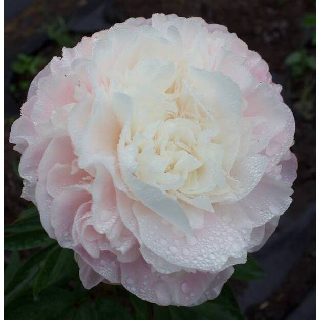 Bijūnas "MOTHER'S CHOICE"