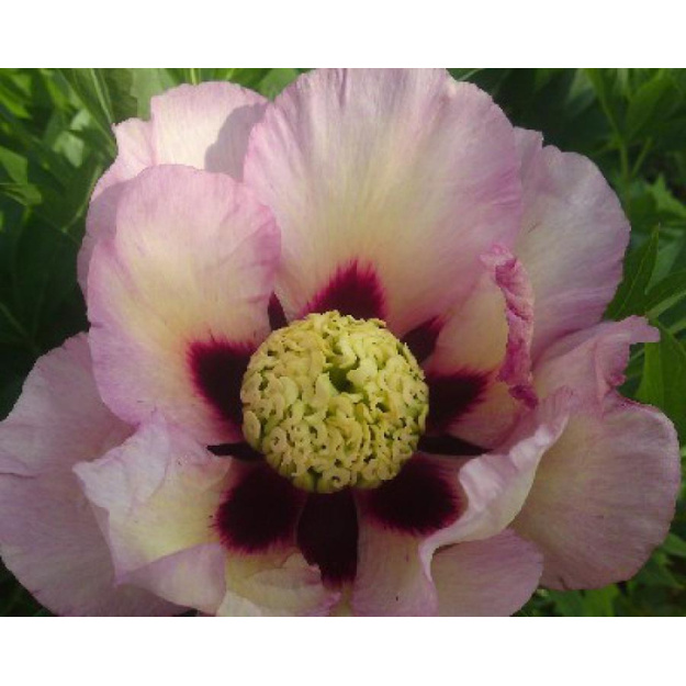 Bijūnas "PASTEL SPLENDOR"