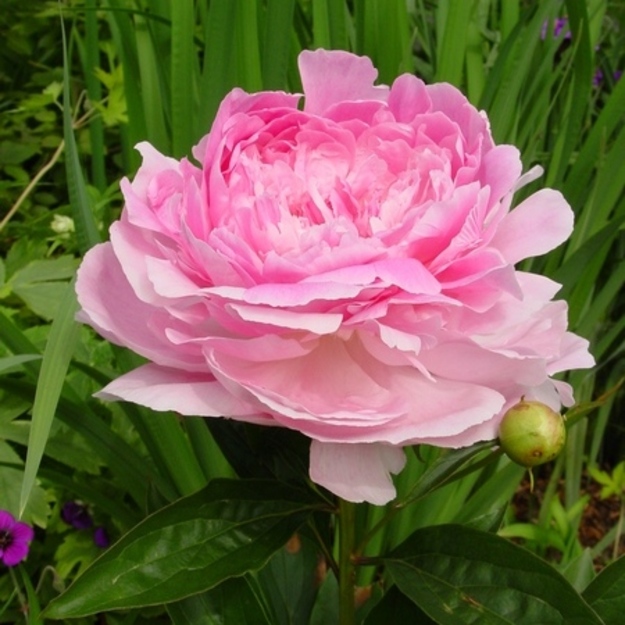 Bijūnas "PINK GIANT"