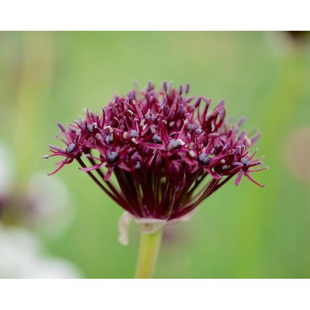 Dekoratyvinis česnakas 