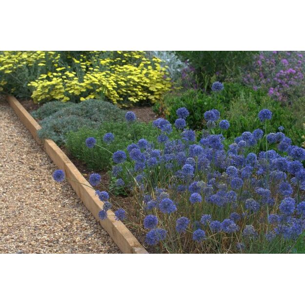 Mėlynžiedis Česnakas ( A.Ceruleum) 100 vnt siunčiamas nuo 2026 m. 09 mėn.