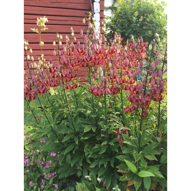 Miškinė Lelija "CLAUDE SHRIDE"