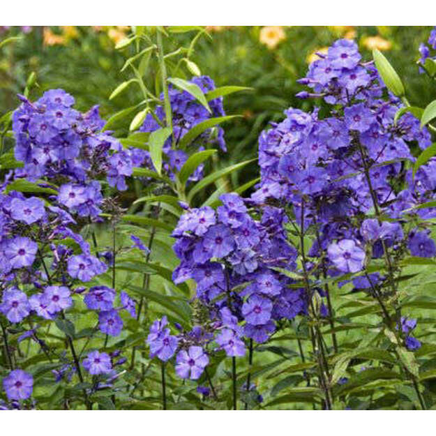 Šluotelinis flioksas "BLUE PARADISE"