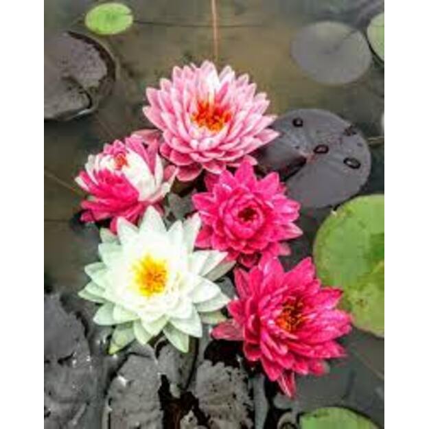 Vandens lelija „JAKKAPHONG"