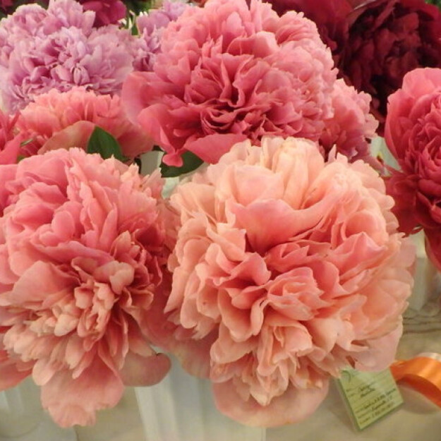 Bijūnas "GLOWING RASPBERRY ROSE"