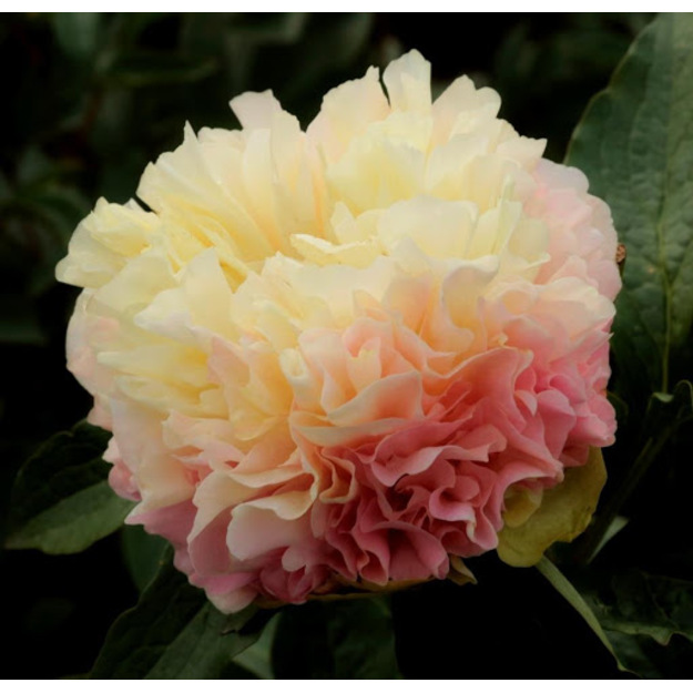 Bijūnas "LOIS CHOICE" 7L vazone