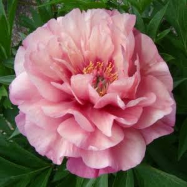 Bijūnas "DOUBLE BUBBLE PINK" (ITOH) 
