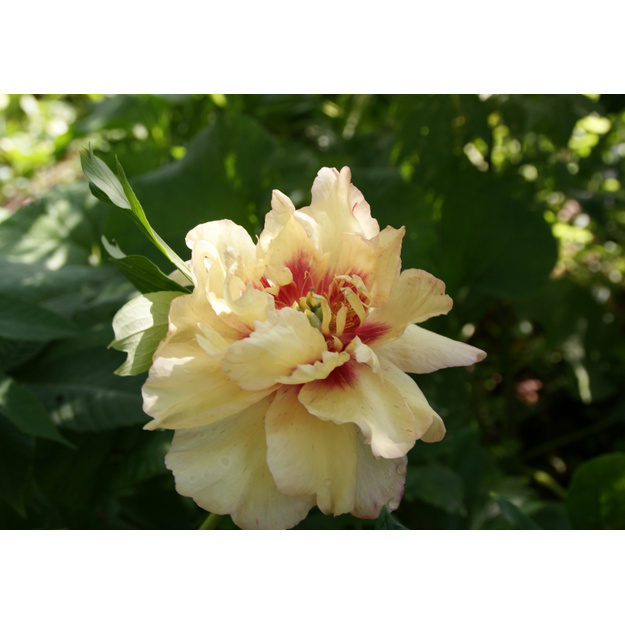 Bijūnas "CALLIE'S MEMORY"