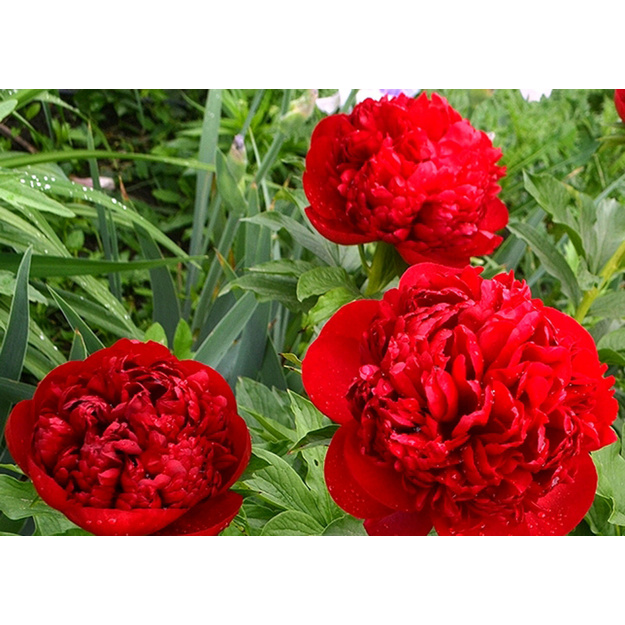 Bijūnas "CHRISTMAS VELVET"