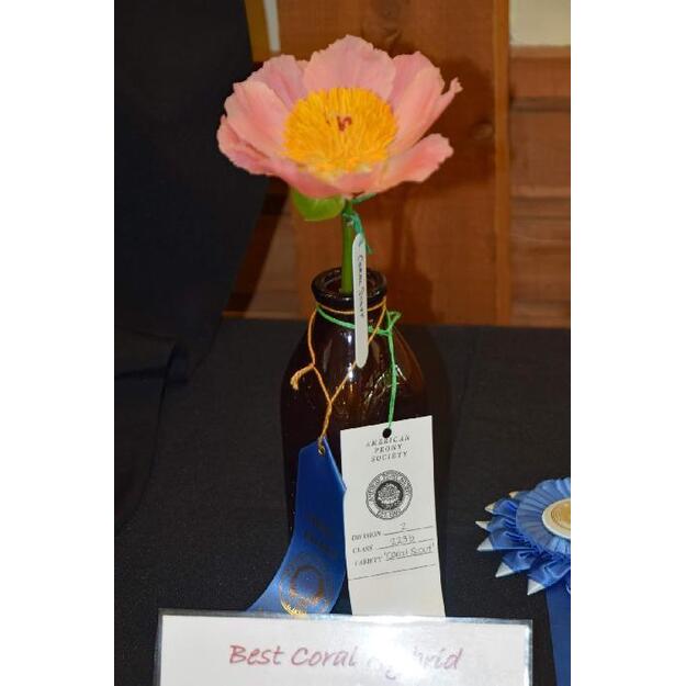 Bijūnas "CORAL SCOUT"