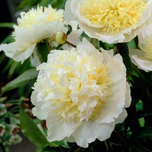 Bijūnas "HONEY GOLD"