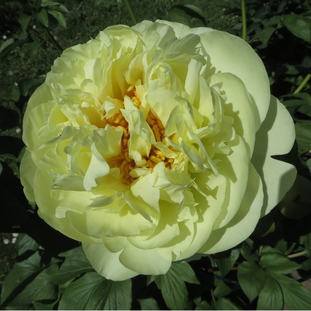 Bijūnas "LEMON CHIFFON"