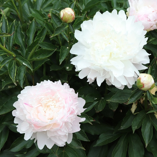 Bijūnas "MISSIES BLUSH"