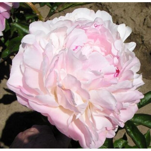 Bijūnas "NORMA VOLZ"