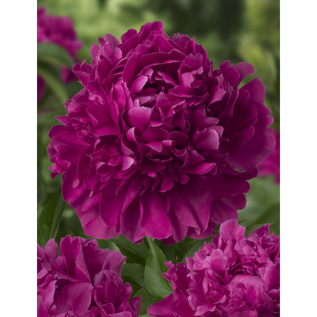 Bijūnas "PAUL M. WILDE"