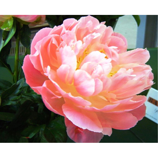 Bijūnas "PINK HAWAIIAN CORAL"