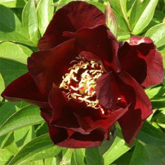 Bijūnas "SIMPLY RED"