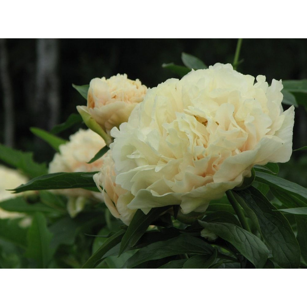 Bijūnas "SUNNY GIRL"