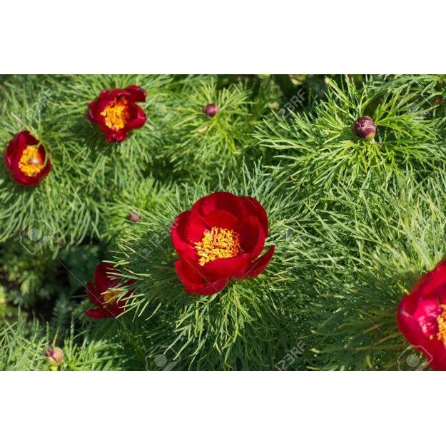 Bijūnas SIAURALAPIS (P.tenuifolia) 2022 m. 10 mėn.