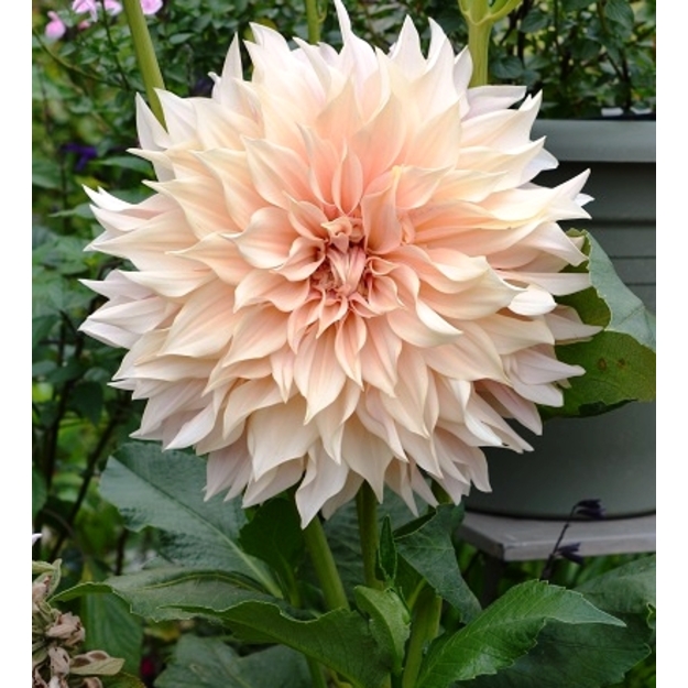 DIDŽIAŽIEDIS JURGINAS "CAFE AU LAIT"