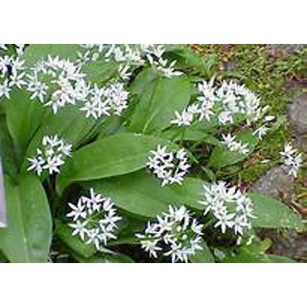 Meškinis Česnakas 5 vnt. siunčiamas nuo . 04 mėn.