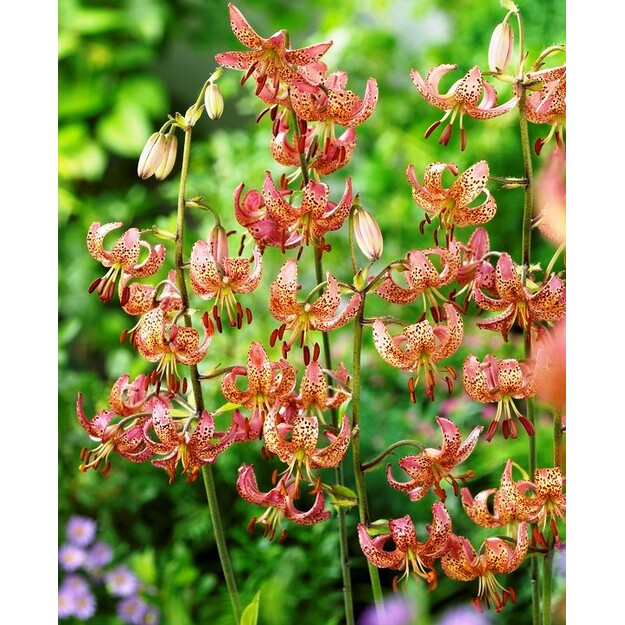 Miškinė Lelija "MANITOBA MORNING"