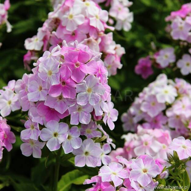 Šluotelinis flioksas 