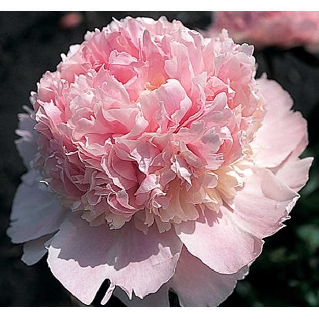 Bijūnas "ANGEL CHEEKS"