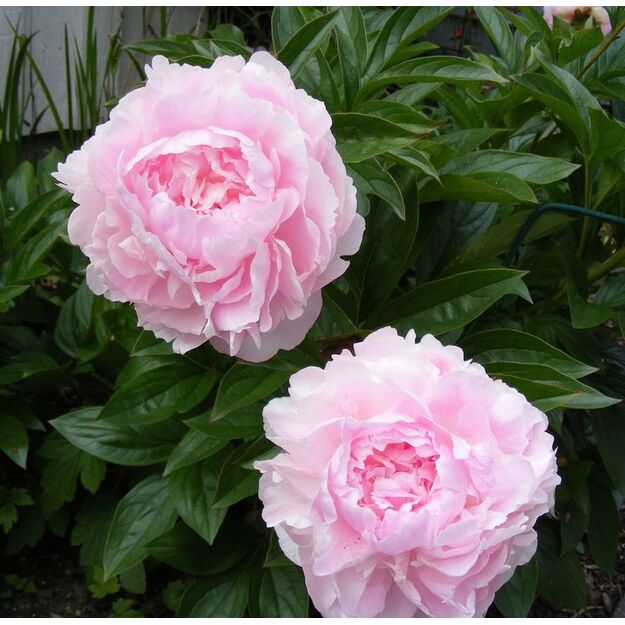 Bijūnas "LADY ORCHID"