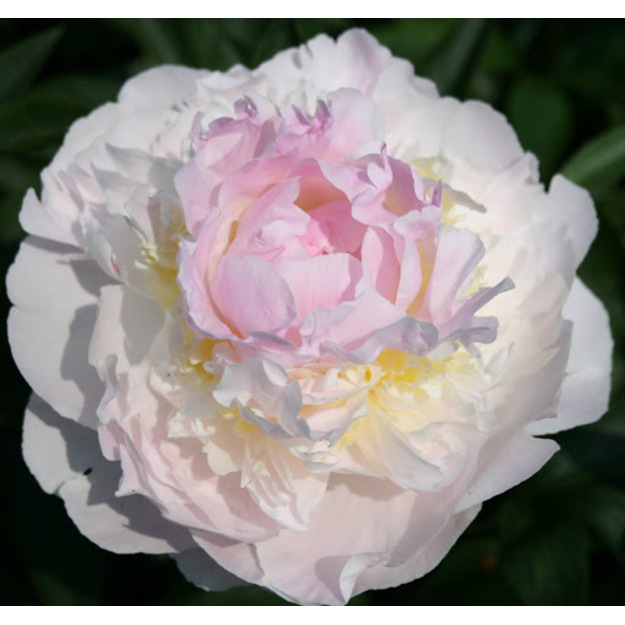 Bijūnas "BLUSH QUEEN"