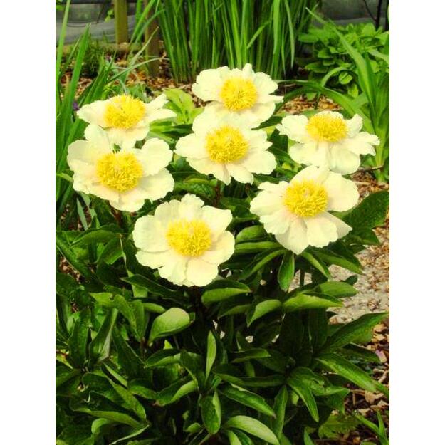 Bijūnas "CLAIRE DE LUNE"