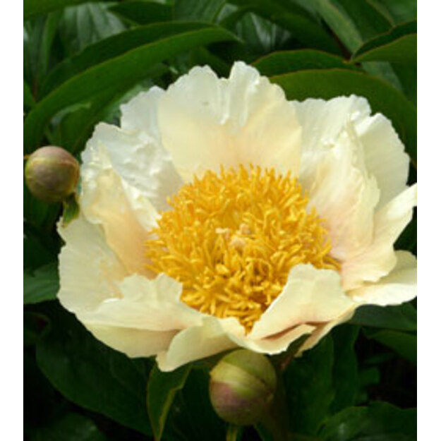 Bijūnas "CLAIRE DE LUNE"