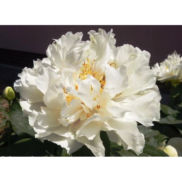 Bijūnas "GRAND MASSIVE"