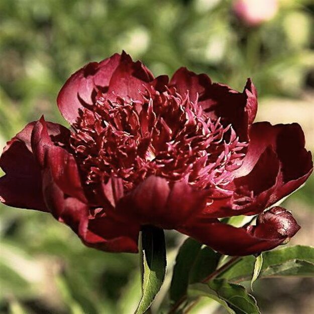 Bijūnas "HOT CHOCOLATE"