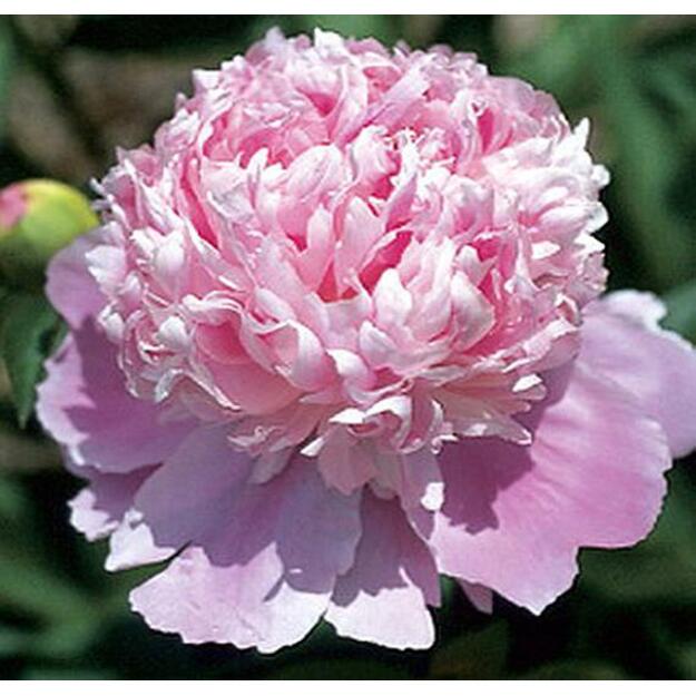 Bijūnas "MONSIEUR JULES ELIE"