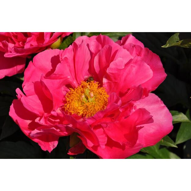  Bijūnas "PAULA FAY"