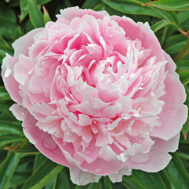 Bijūnas "PINK PEARL"