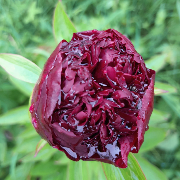 Bijūnas "RED GRACE"