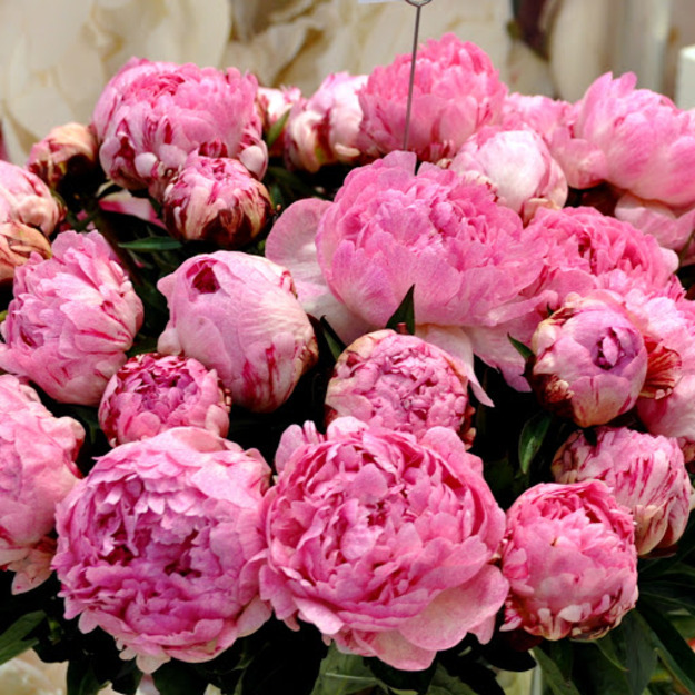 Bijūnas "SARAH BERNHARD UNIQUE"