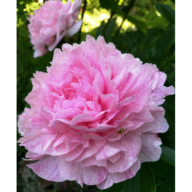 Bijūnas "SARAH BERNHARD UNIQUE"